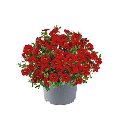 Zauberglöckchen (Calibrachoa) 'Cabaret®' in verschiedenen Farben