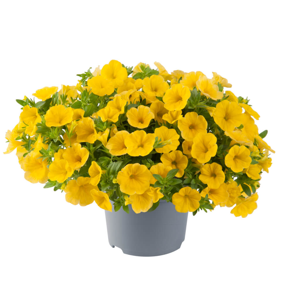 Zauberglöckchen (Calibrachoa) 'Cabaret®' in verschiedenen Farben