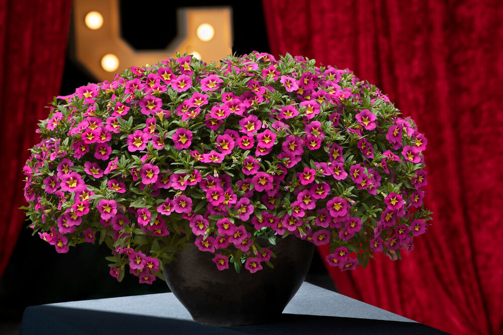 Zauberglöckchen (Calibrachoa) 'Cabaret®' in verschiedenen Farben