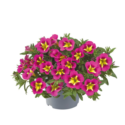 Zauberglöckchen (Calibrachoa) 'Cabaret®' in verschiedenen Farben