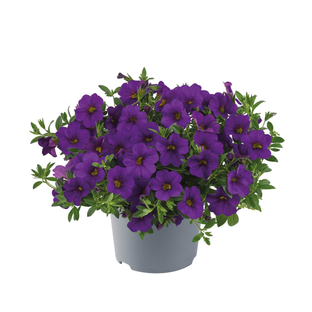 Zauberglöckchen (Calibrachoa) 'Cabaret®' in verschiedenen Farben