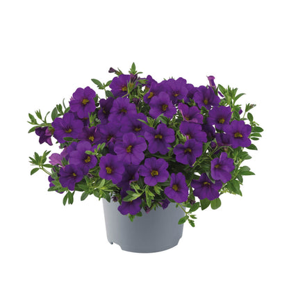 Zauberglöckchen (Calibrachoa) 'Cabaret®' in verschiedenen Farben