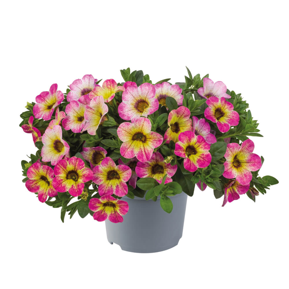 Zauberglöckchen (Calibrachoa) 'Cabaret®' in verschiedenen Farben