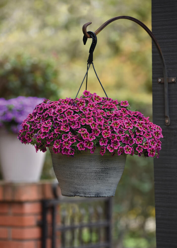 Zauberglöckchen (Calibrachoa) 'Cabaret®' in verschiedenen Farben