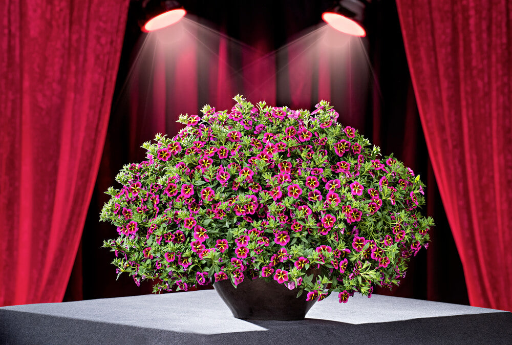 Zauberglöckchen (Calibrachoa) 'Cabaret®' in verschiedenen Farben