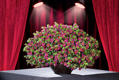 Zauberglöckchen (Calibrachoa) 'Cabaret®' in verschiedenen Farben