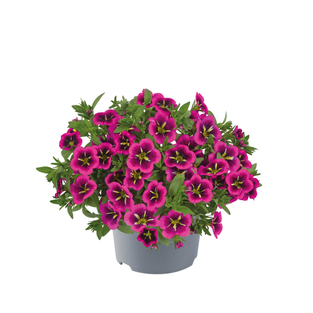 Zauberglöckchen (Calibrachoa) 'Cabaret®' in verschiedenen Farben
