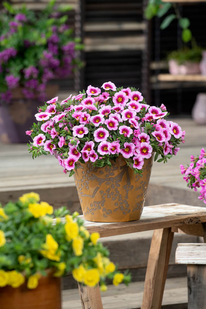 Zauberglöckchen (Calibrachoa) 'Cabaret®' in verschiedenen Farben