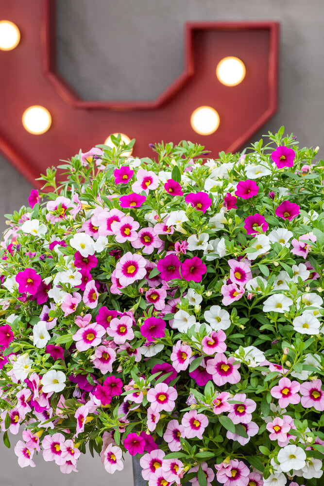 Zauberglöckchen (Calibrachoa) 'Cabaret®' in verschiedenen Farben