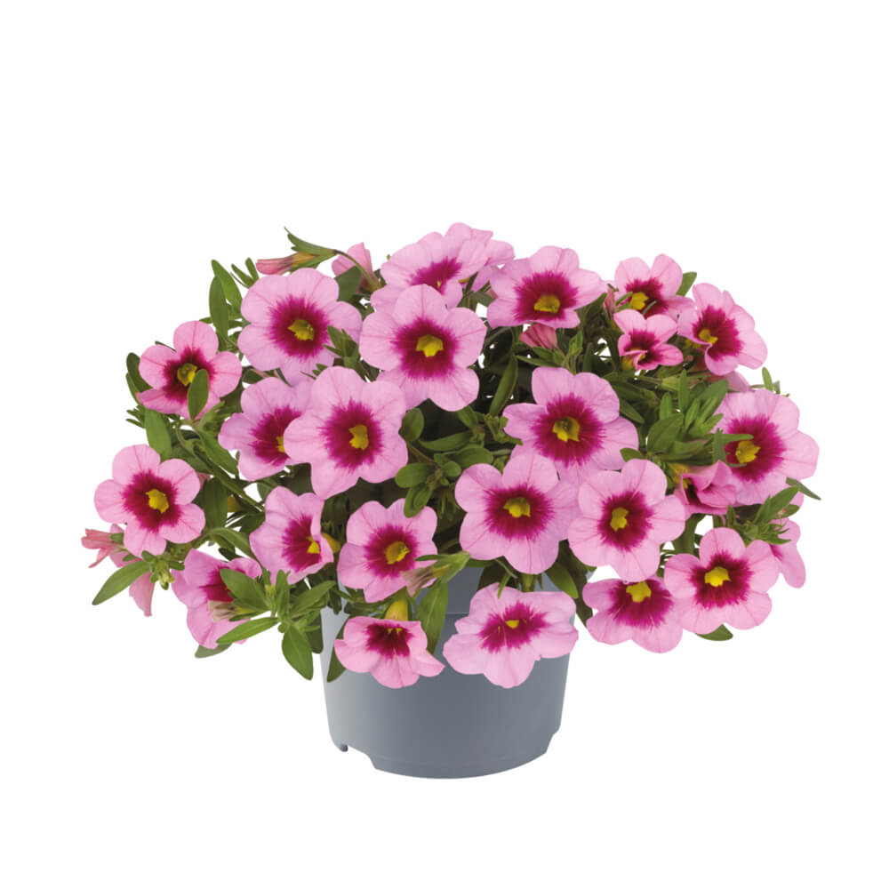 Zauberglöckchen (Calibrachoa) 'Cabaret®' in verschiedenen Farben