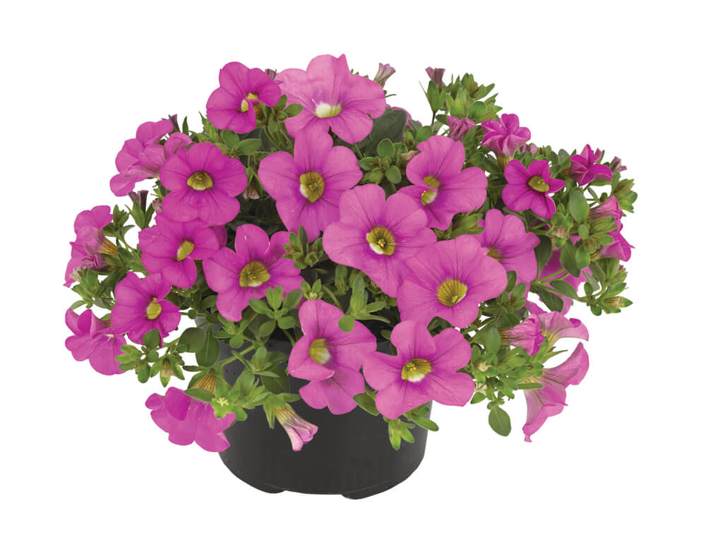 Zauberglöckchen (Calibrachoa) 'Cabaret®' in verschiedenen Farben