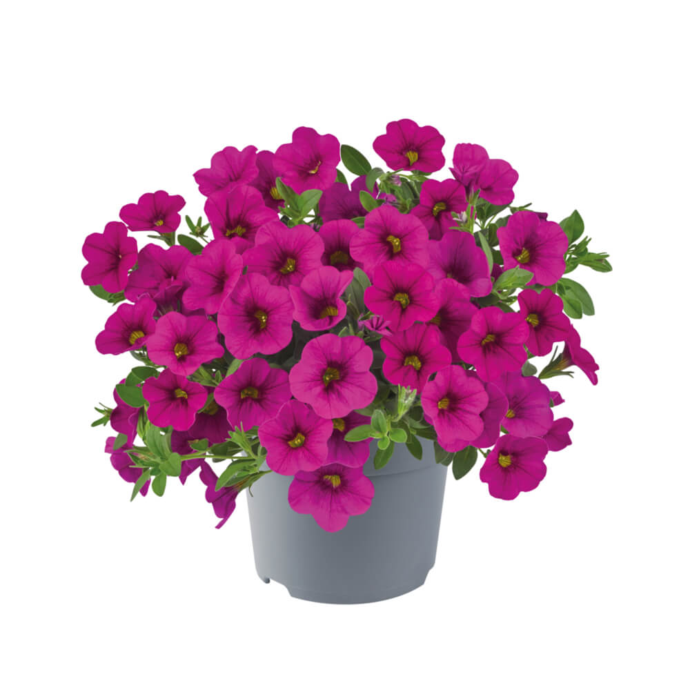 Zauberglöckchen (Calibrachoa) 'Cabaret®' in verschiedenen Farben