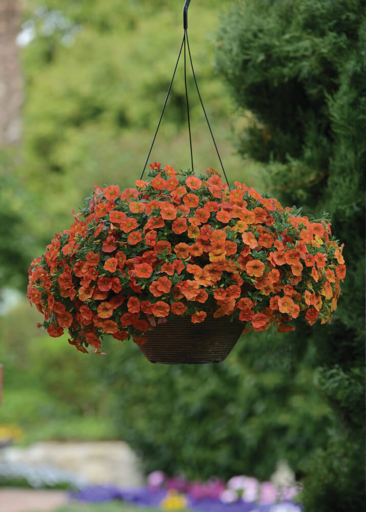 Zauberglöckchen (Calibrachoa) 'Cabaret®' in verschiedenen Farben