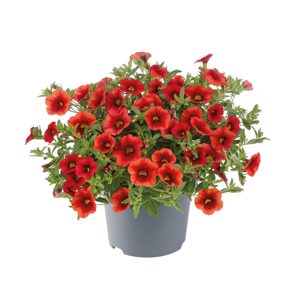 Zauberglöckchen (Calibrachoa) 'Cabaret®' in verschiedenen Farben