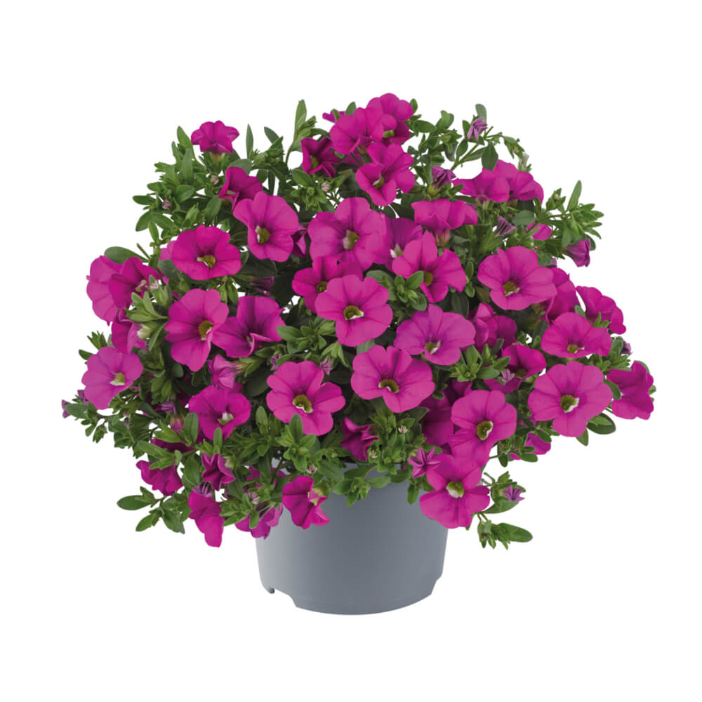 Zauberglöckchen (Calibrachoa) 'Cabaret®' in verschiedenen Farben