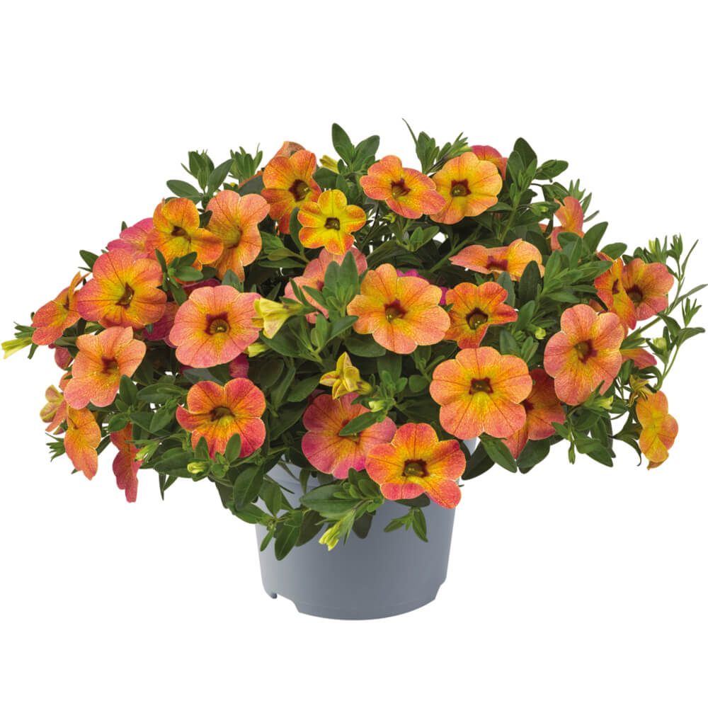 Zauberglöckchen (Calibrachoa)  'Cabaret® Special' in verschiedenen Sorten