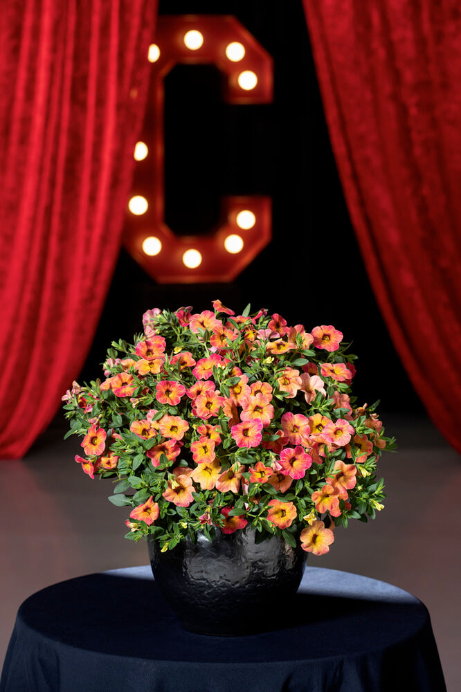 Zauberglöckchen (Calibrachoa)  'Cabaret® Special' in verschiedenen Sorten