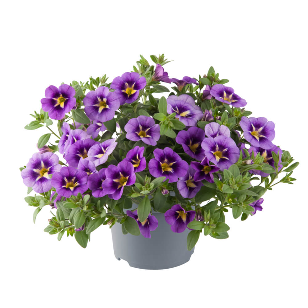 Zauberglöckchen (Calibrachoa)  'Cabaret® Special' in verschiedenen Sorten