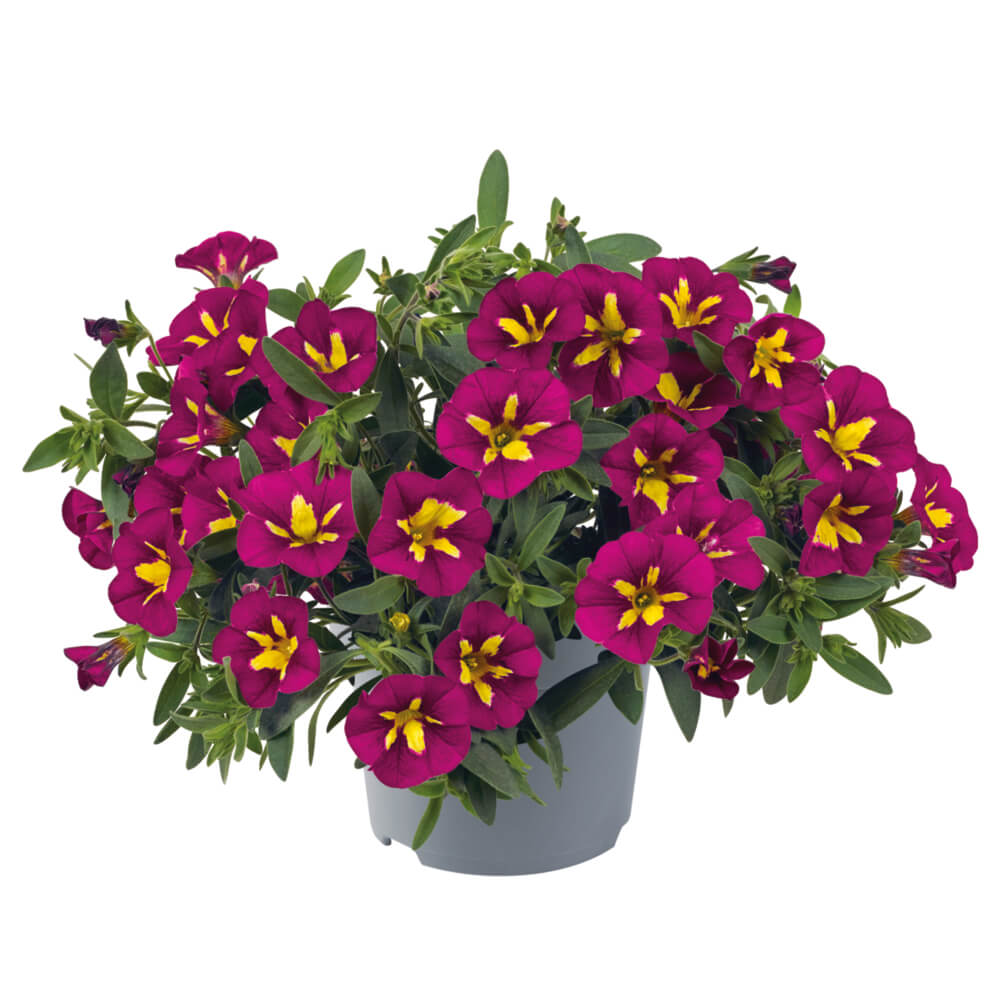 Zauberglöckchen (Calibrachoa)  'Cabaret® Special' in verschiedenen Sorten