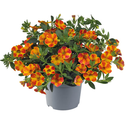 Zauberglöckchen (Calibrachoa)  'Cabaret® Special' in verschiedenen Sorten