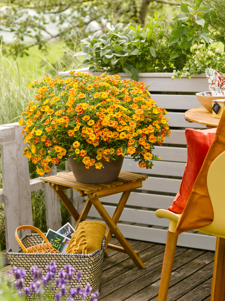 Zauberglöckchen (Calibrachoa)  'Cabaret® Special' in verschiedenen Sorten