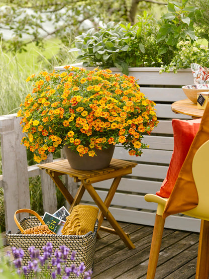 Zauberglöckchen (Calibrachoa)  'Cabaret® Special' in verschiedenen Sorten