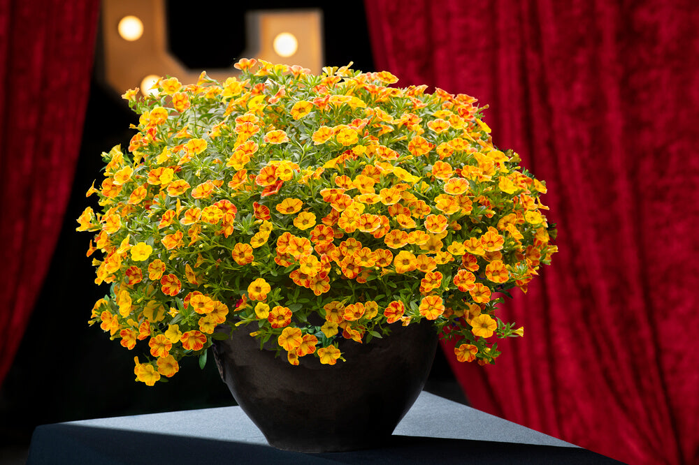 Zauberglöckchen (Calibrachoa)  'Cabaret® Special' in verschiedenen Sorten