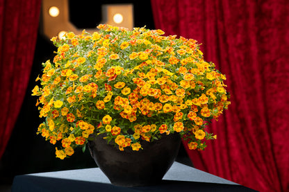 Zauberglöckchen (Calibrachoa)  'Cabaret® Special' in verschiedenen Sorten