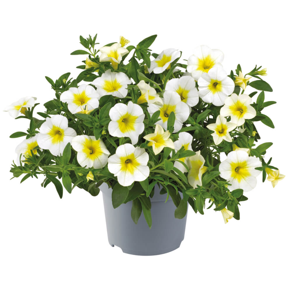 Zauberglöckchen (Calibrachoa)  'Cabaret® Special' in verschiedenen Sorten