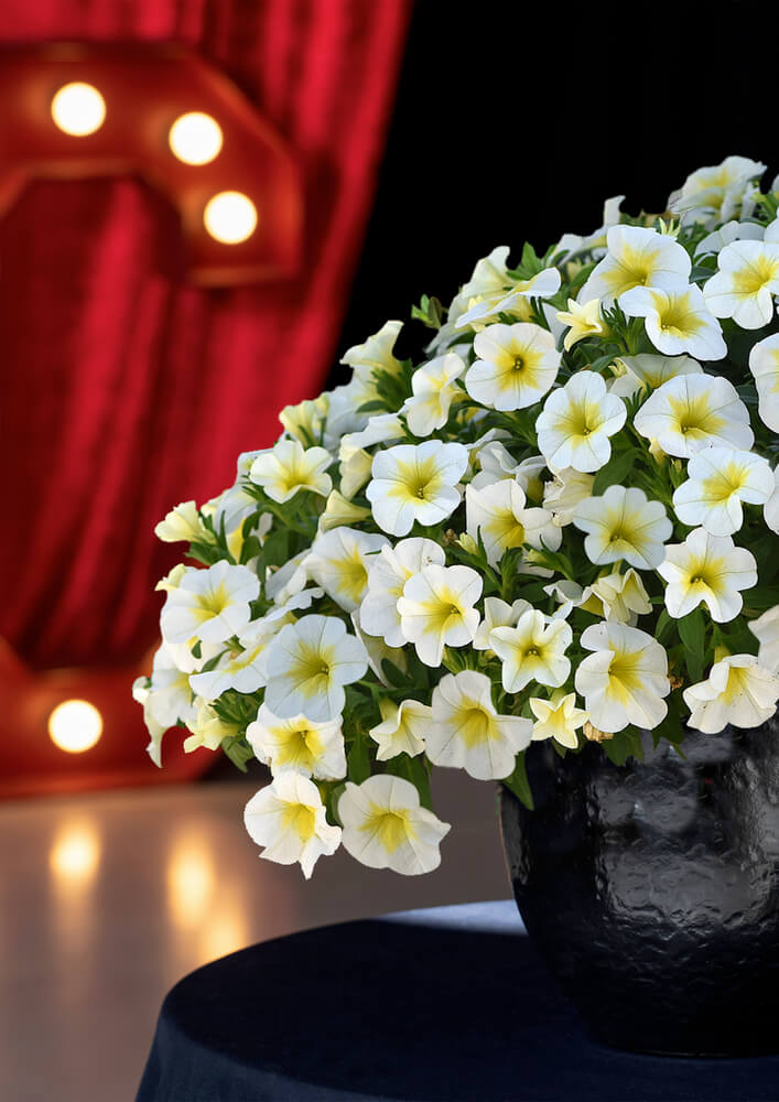 Zauberglöckchen (Calibrachoa)  'Cabaret® Special' in verschiedenen Sorten