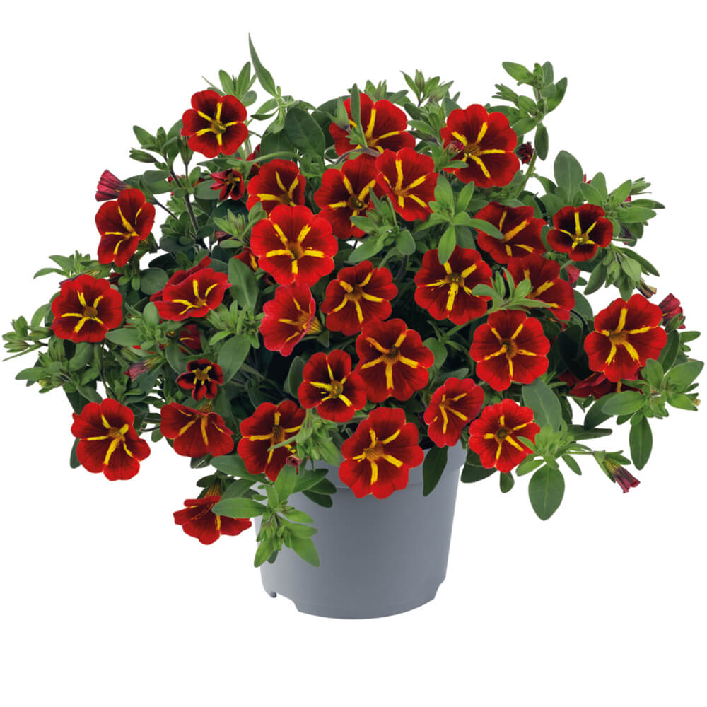 Zauberglöckchen (Calibrachoa)  'Cabaret® Special' in verschiedenen Sorten