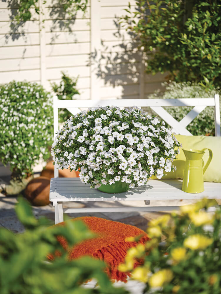 Zauberglöckchen (Calibrachoa) 'Cabaret®' in verschiedenen Farben
