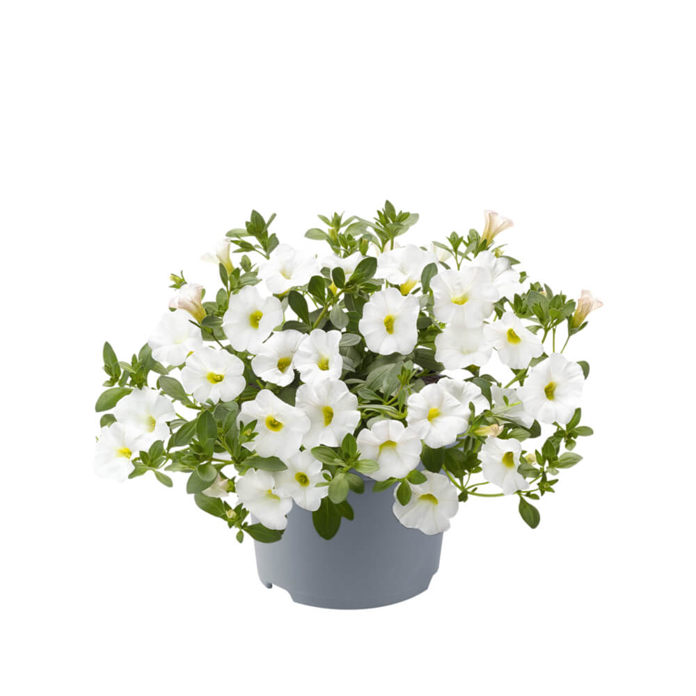 Zauberglöckchen (Calibrachoa) 'Cabaret®' in verschiedenen Farben
