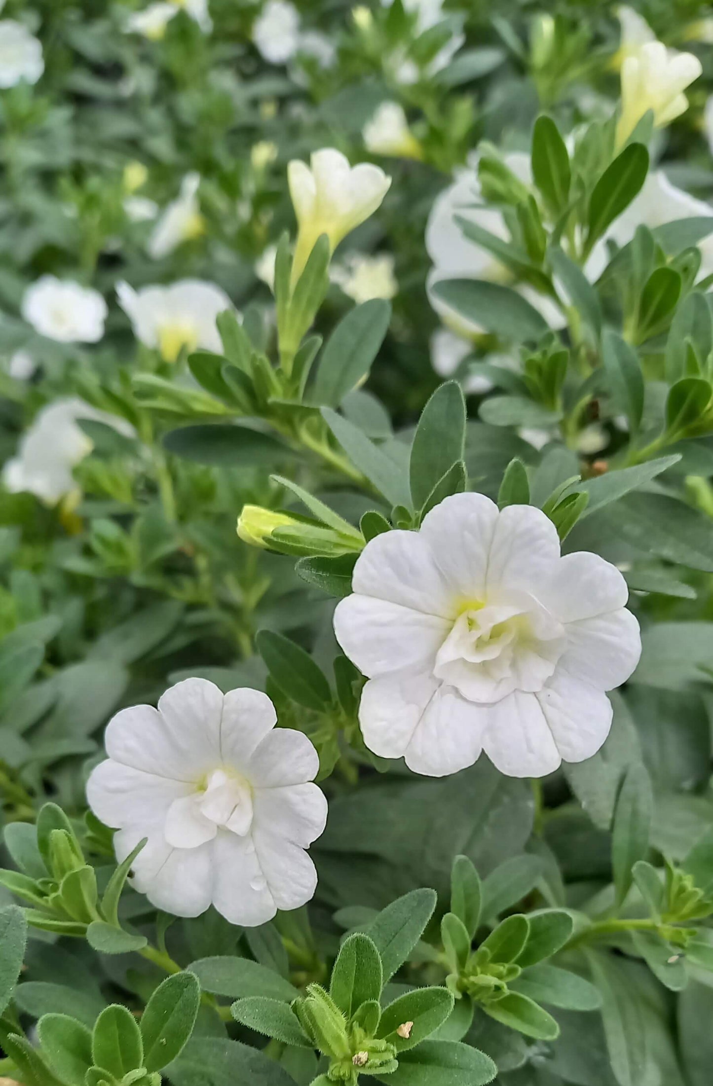 Zauberglöckchen (Calibrachoa parviflora) im Spar-Set | 8 Stück