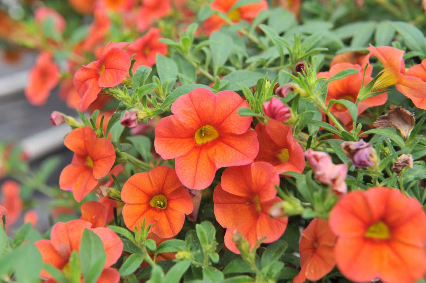 Zauberglöckchen (Calibrachoa) 'Cabaret®' in verschiedenen Farben