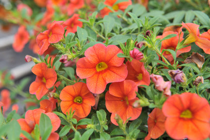 Zauberglöckchen (Calibrachoa) 'Cabaret®' in verschiedenen Farben