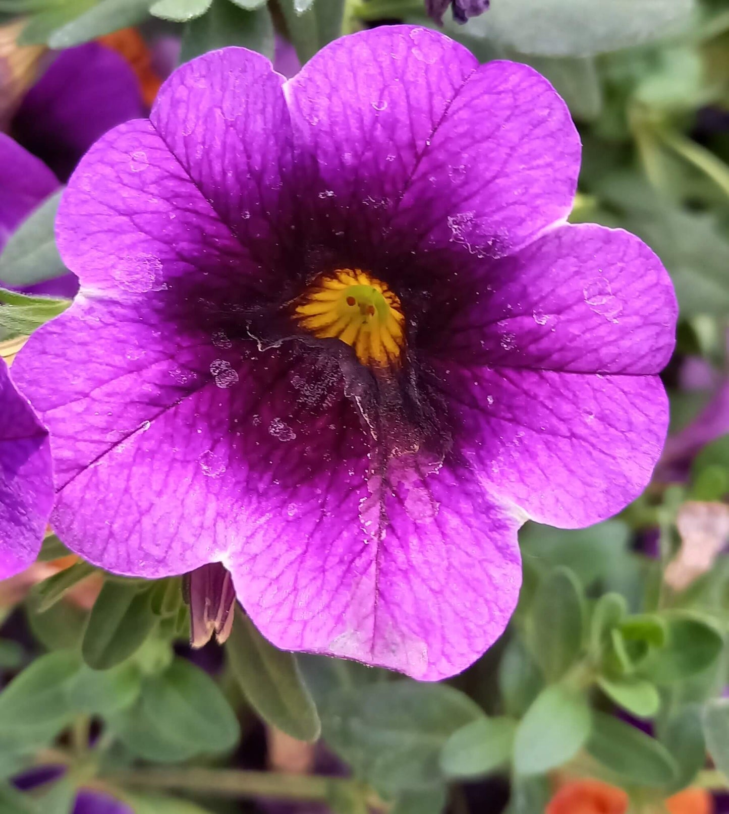 Zauberglöckchen (Calibrachoa parviflora) im Spar-Set | 8 Stück