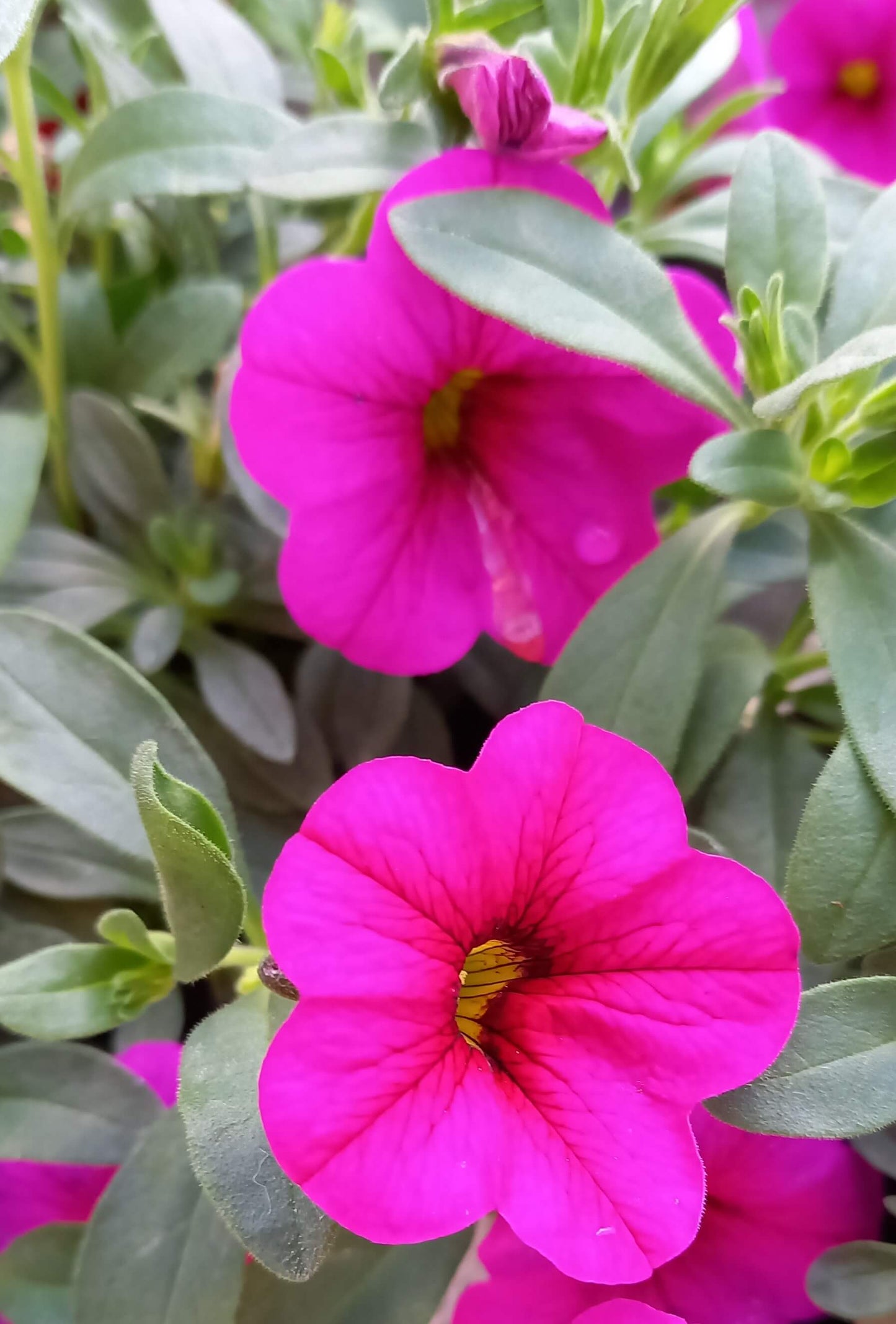Zauberglöckchen (Calibrachoa parviflora) im Spar-Set | 8 Stück