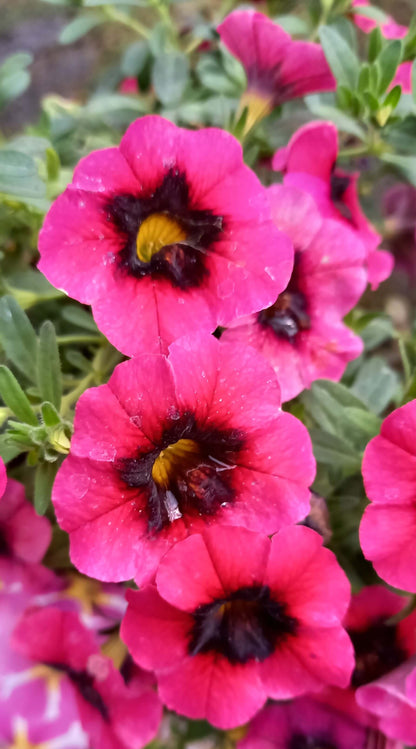 Zauberglöckchen (Calibrachoa parviflora) im Spar-Set | 8 Stück