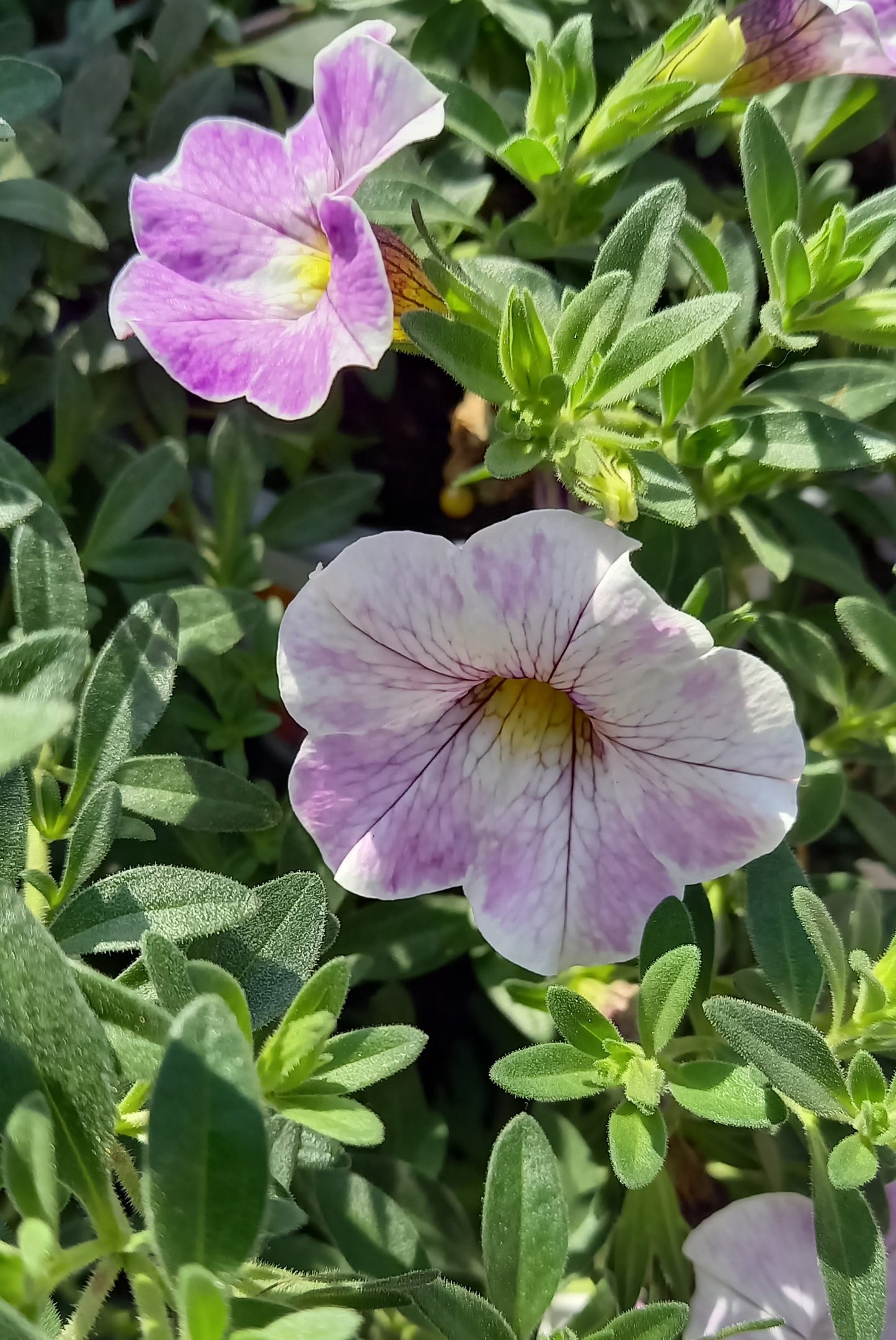 Zauberglöckchen (Calibrachoa parviflora) im Spar-Set | 8 Stück