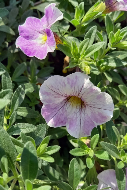 Zauberglöckchen (Calibrachoa parviflora) im Spar-Set | 8 Stück