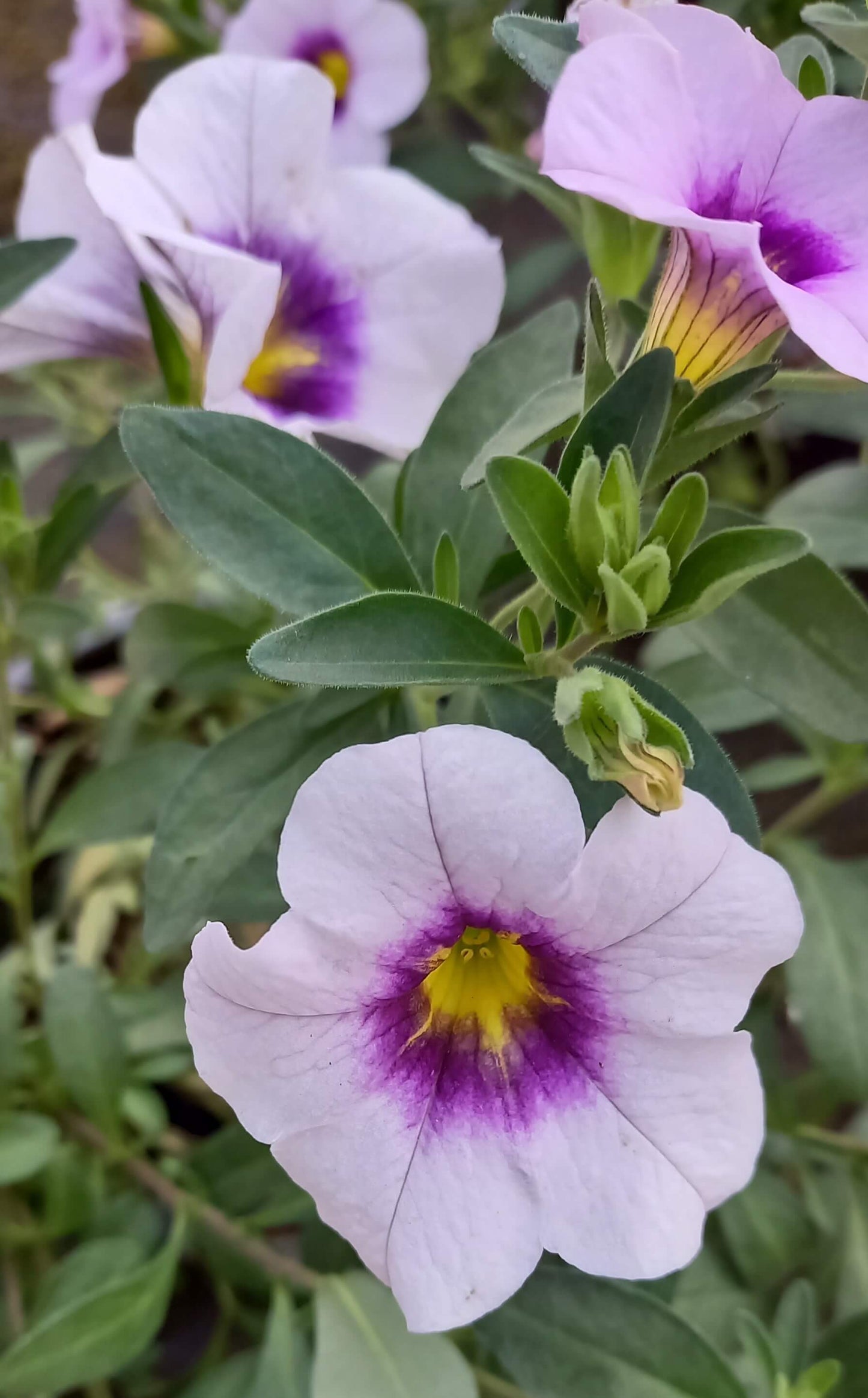 Zauberglöckchen (Calibrachoa parviflora) im Spar-Set | 8 Stück