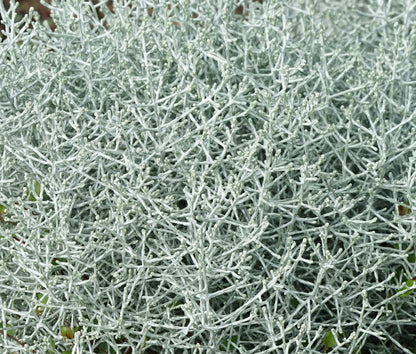 Stacheldrahtpflanze (Calocephalus brownii) T12