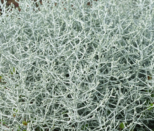 Stacheldrahtpflanze (Calocephalus brownii) T12
