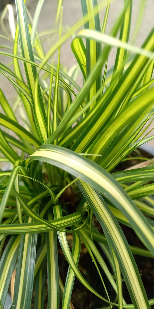 Goldsegge (Carex oschimensis) 'Eversheen' T11/12 - winterhart