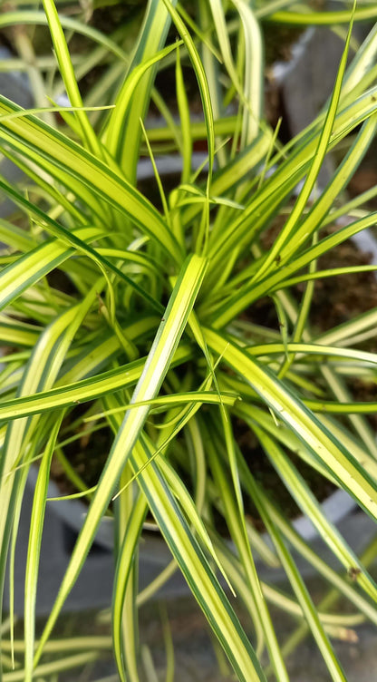 Goldsegge (Carex oschimensis) 'Eversheen' T11/12 - winterhart