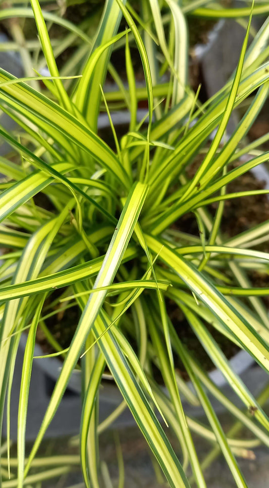 Goldsegge (Carex oschimensis) 'Eversheen' T11/12 - winterhart