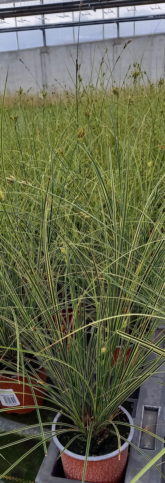 Garten-Segge (Carex brunnea) 'Lady Sunshine' T11/12 - winterhart