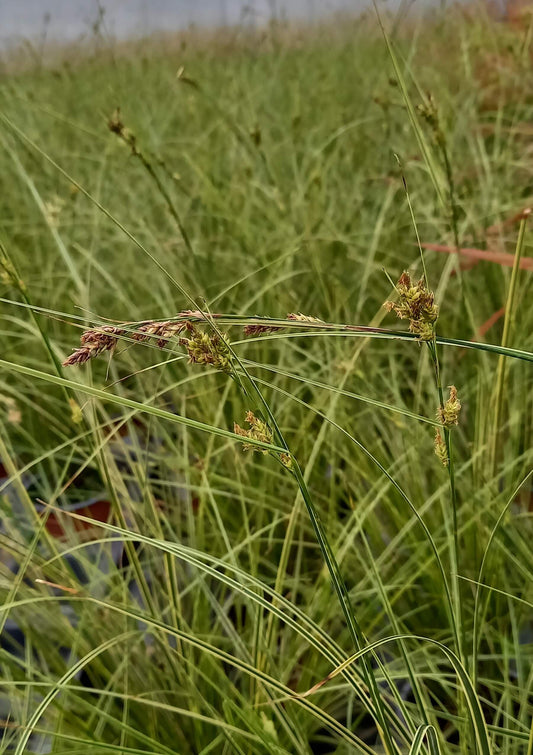 Garten-Segge (Carex brunnea) 'Lady Sunshine' T11/12 - winterhart