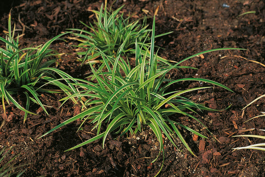Japan-Segge (Carex morrowii) 'Ice Dance' T11/12 - winterhart